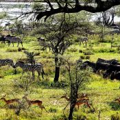 Help us raise fund for environment, wildlife and water resources conservation initiatives